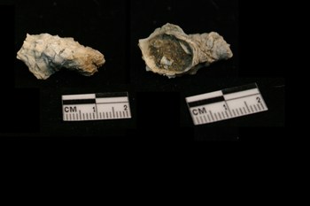 id fossile